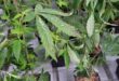 Инспекторы Министерства сельского хозяйства предотвратили завоз несуществующего в Израиле вируса на растения каннабиса, импортированные из Португалии.
